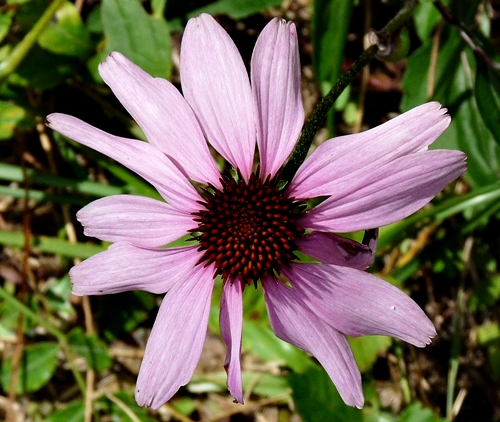 {Echinacea purpurea}